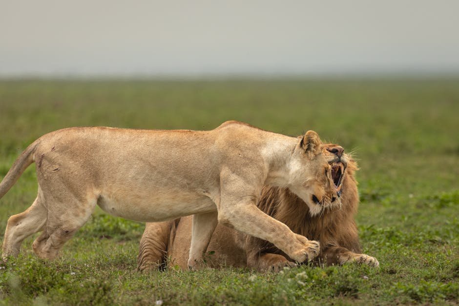 AB InBev Clinches Cannes Lions Creative Marketer of the Year—Third Time’s Not a Charm, It’s a Monopoly