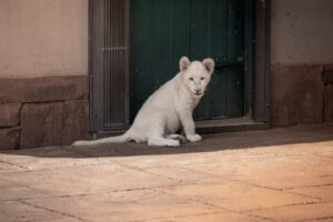 AB InBev’s Third Cannes Lions Creative Marketer Crown Exposes the Industry’s Trophy Obsession