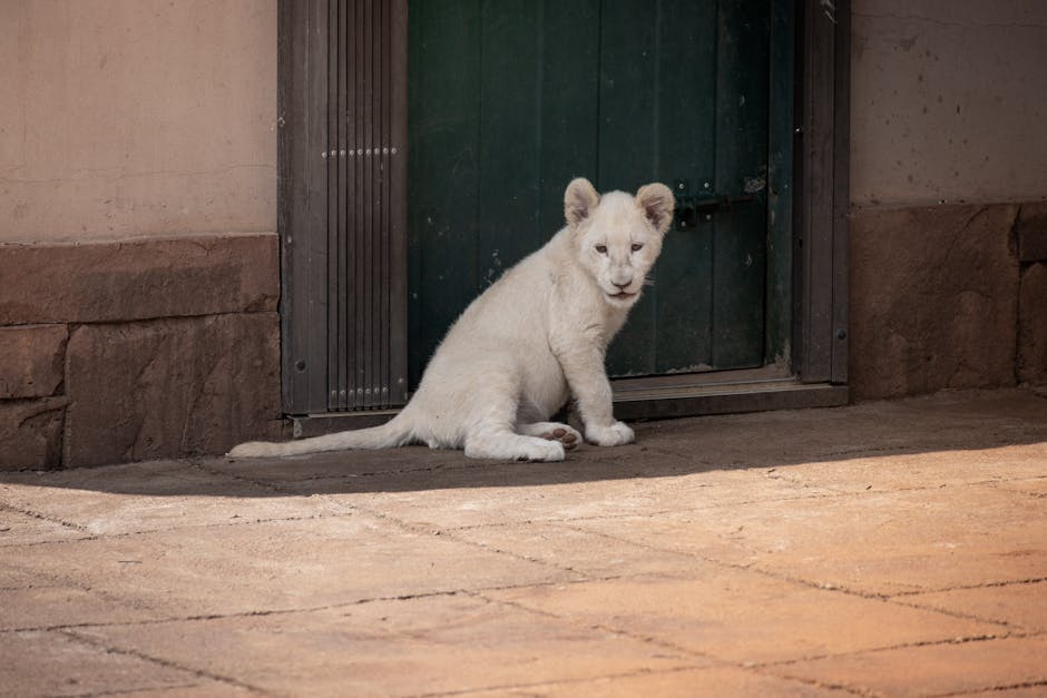 AB InBev’s Third Cannes Lions Creative Marketer Crown Exposes the Industry’s Trophy Obsession