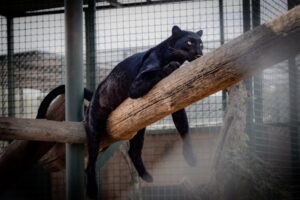 Cartier’s Panther Campaign Cuts Through Luxury Noise with Relentless Brand Clarity