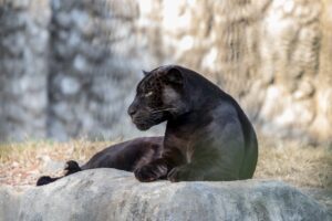 Cartier’s Panther Campaign Proves Luxury Branding Isn’t Dead, Just Lazy Everywhere Else