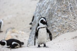 Penguin Random House’s $1M Media Gamble Exposes the Hollow Promise of ‘Content Marketing’