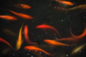 Sunday Reflections: A Pisces Moon Guides Us Inward