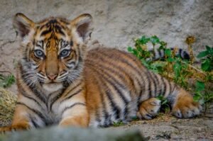 Trump’s Endangered Species Rollbacks: Profits First, Conservation Last in 2026’s Summer Standoff