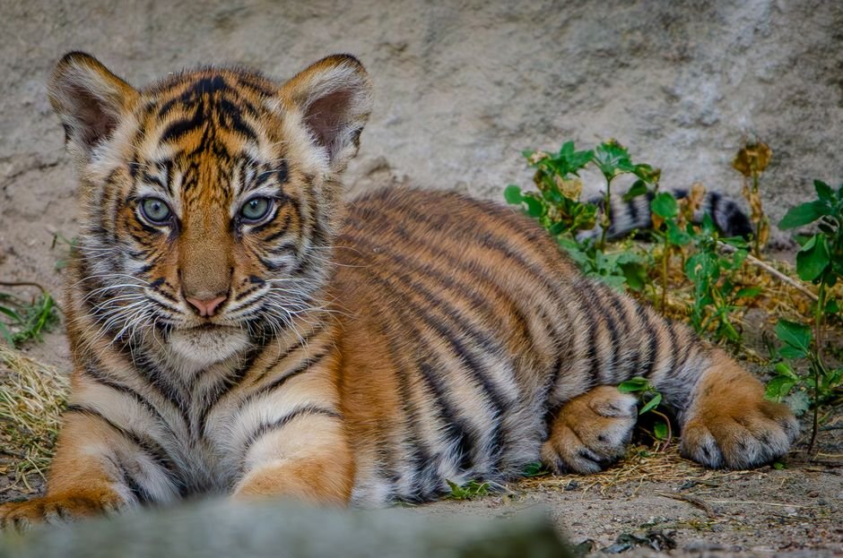 Trump’s Endangered Species Rollbacks: Profits First, Conservation Last in 2026’s Summer Standoff