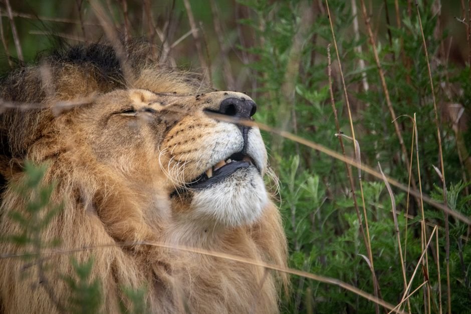 Monday's Momentum: Leo Moon Lights a Path Forward