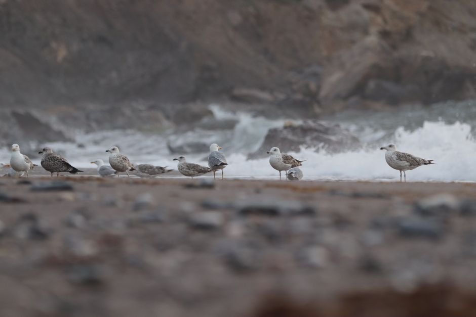 Thursday's Tidal Shifts: Mercury in Scorpio's Deep Dive