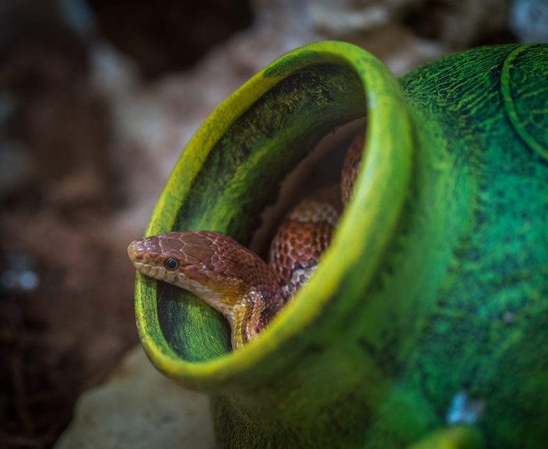 Yoast 25.0 and the Schema Snake Oil: Why Structured Data Won’t Save You
